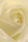 The image draws you into the intimate core of a cream-white rose, its petals spiraling open like a soft embrace in the heart of Elm Park. Each velvety layer appears touched by the faintest trace of morning dew, the subtle interplay of shadows lending the bloom both depth and quiet drama. Bathed in gentle light that mirrors the calm of a peaceful day along Station Parade, the flower invites you to experience its tactile softness and understated beauty. There is a profound serenity here-a sense that this rose, chosen by Elm Park Flowers, is more than just an arrangement; it is a symbol of reverence, new beginnings, or sympathetic support. The gentle fragrance seems to linger in the cool air, echoing the tender feelings behind every thoughtful bouquet delivered to local homes and community halls. The artistry in the rose's perfectly ordered petals reflects a balance of fragility and resilience, underscoring why this elegant bloom remains the flower of choice for expressing sentiments that words alone can never fully capture in Elm Park's close-knit community.